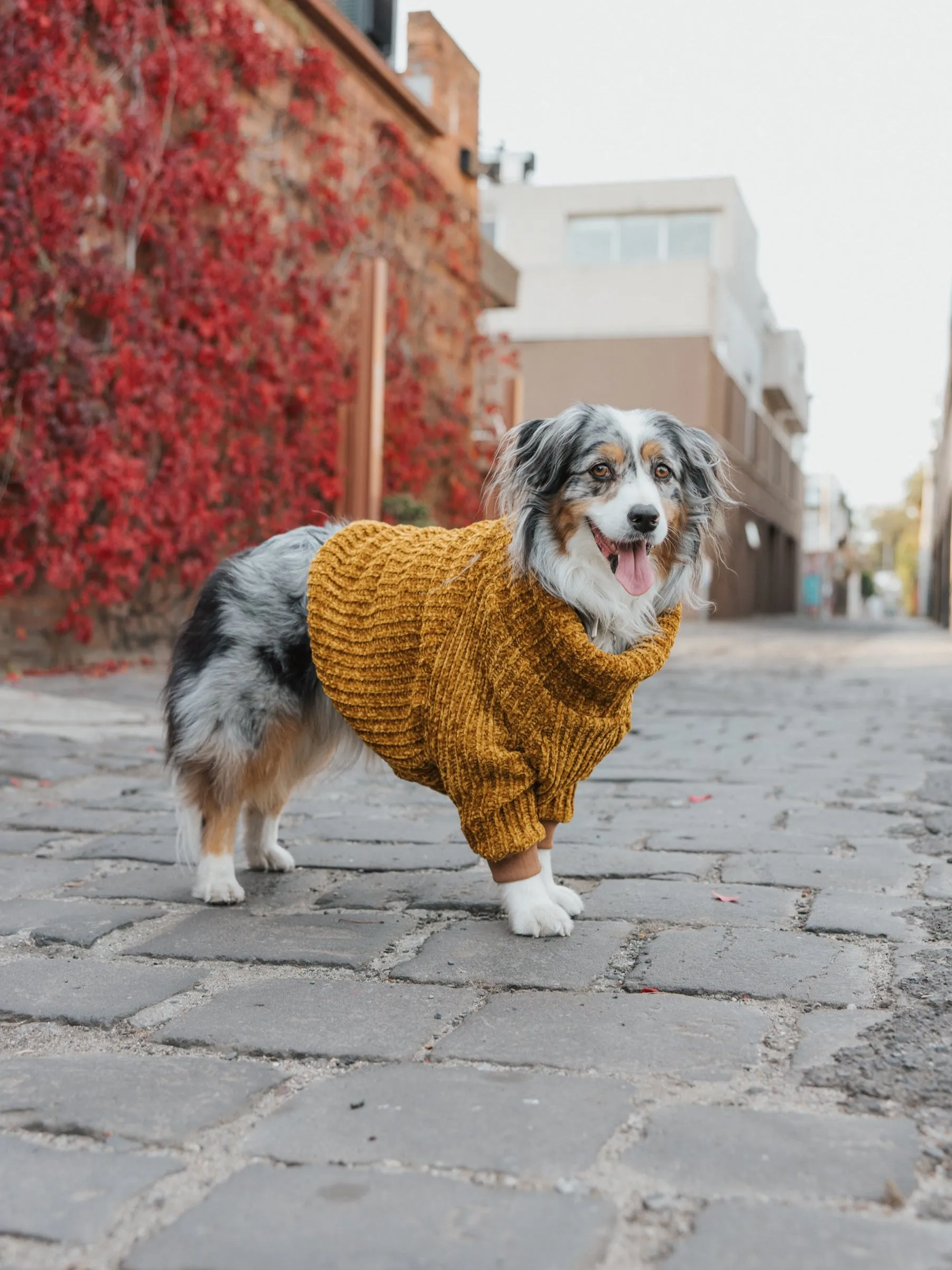 Honey Chenille Dog Turtleneck