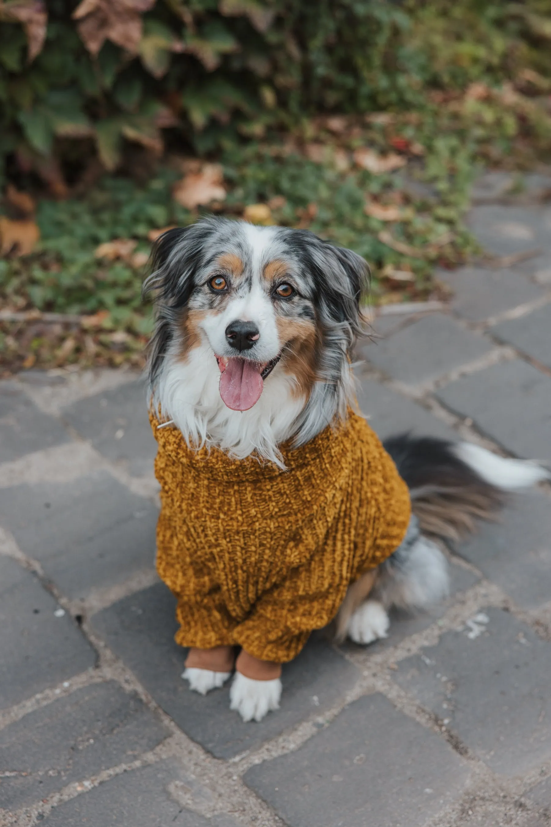 Honey Chenille Dog Turtleneck